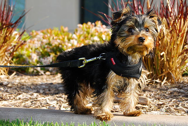 Yorkie hot sale service dog